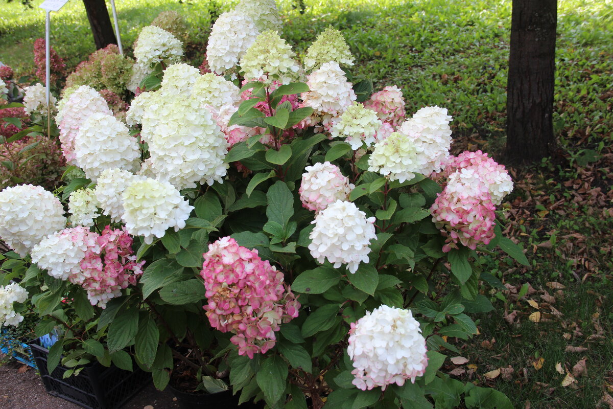 ОСЕНЬ - Венера Чуйкова