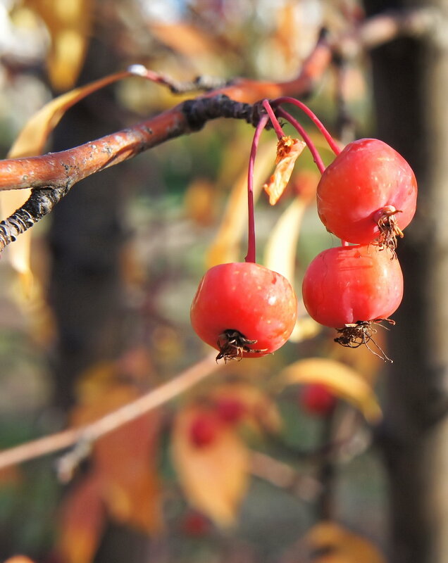 Микрояблочки - Владимир Насыпаный 