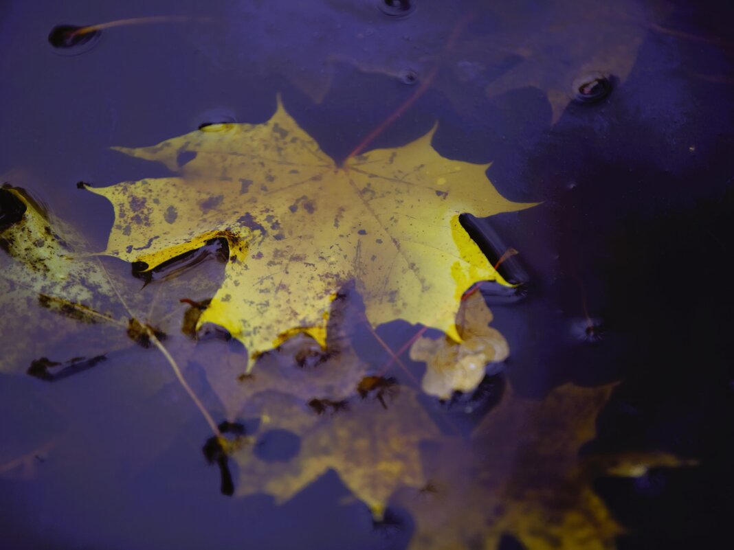 Когда грусть становится светом - liudmila drake