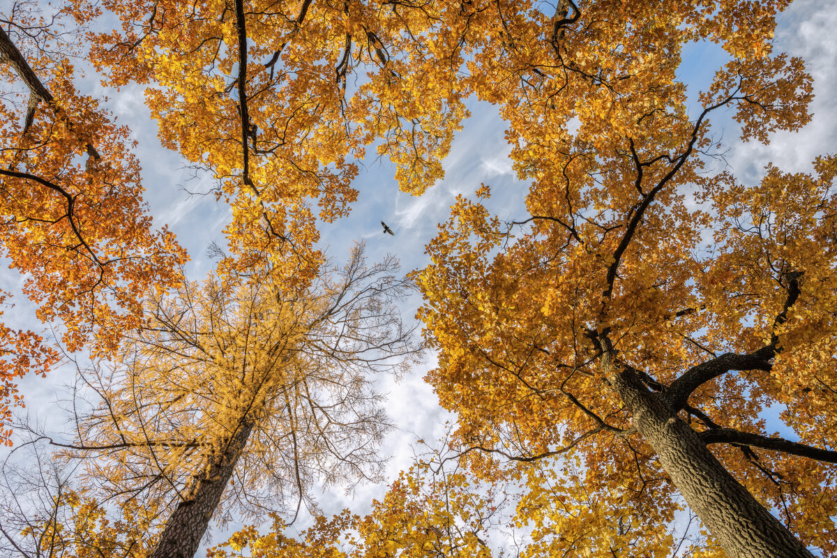 Осень - Владимир Колесников