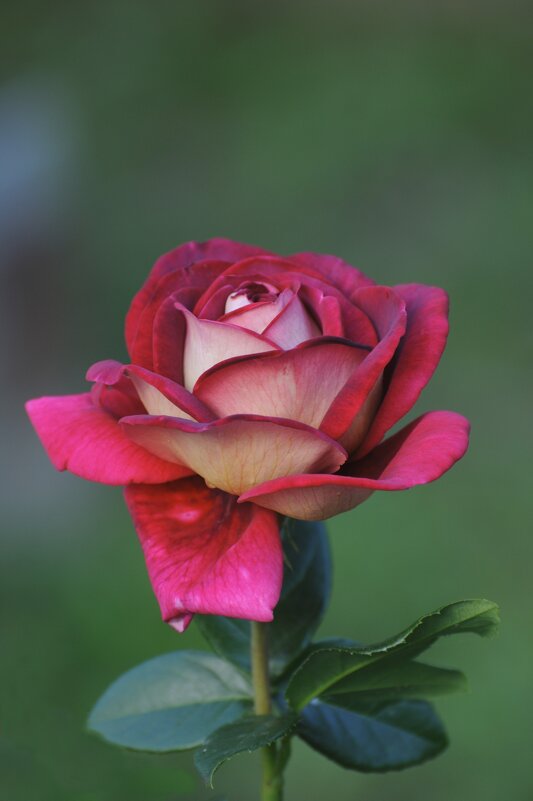 Во всей красе - Иван Генералов