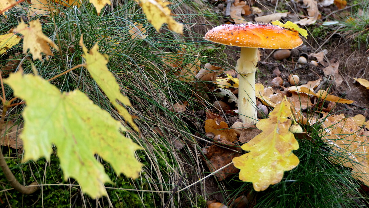 Мухоморы есть опасно, Дети, с этим вы согласны? Так кому тогда он нужен? Я с грибочком этим дружен. - "The Natural World" Александер