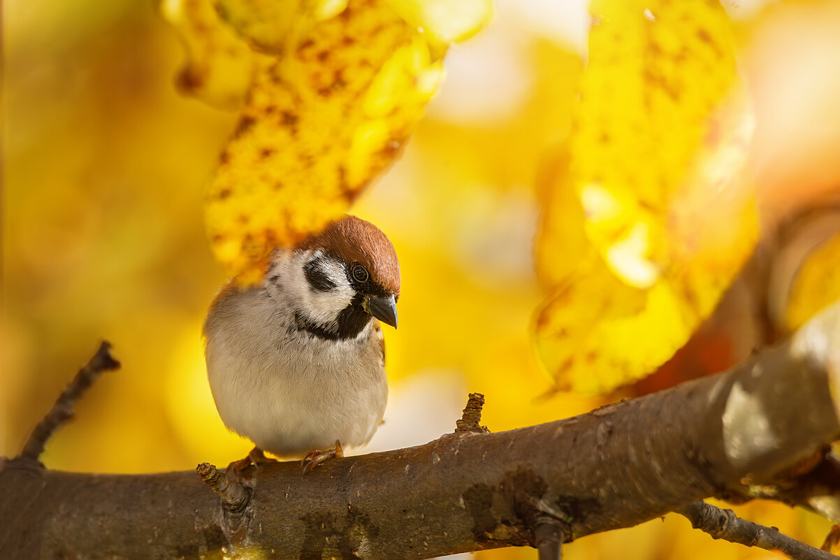 Воробушек - Alex Bush