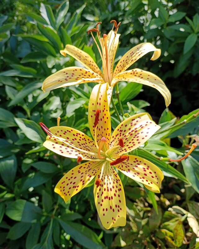 Лилии в крапинку. - Ирина ***