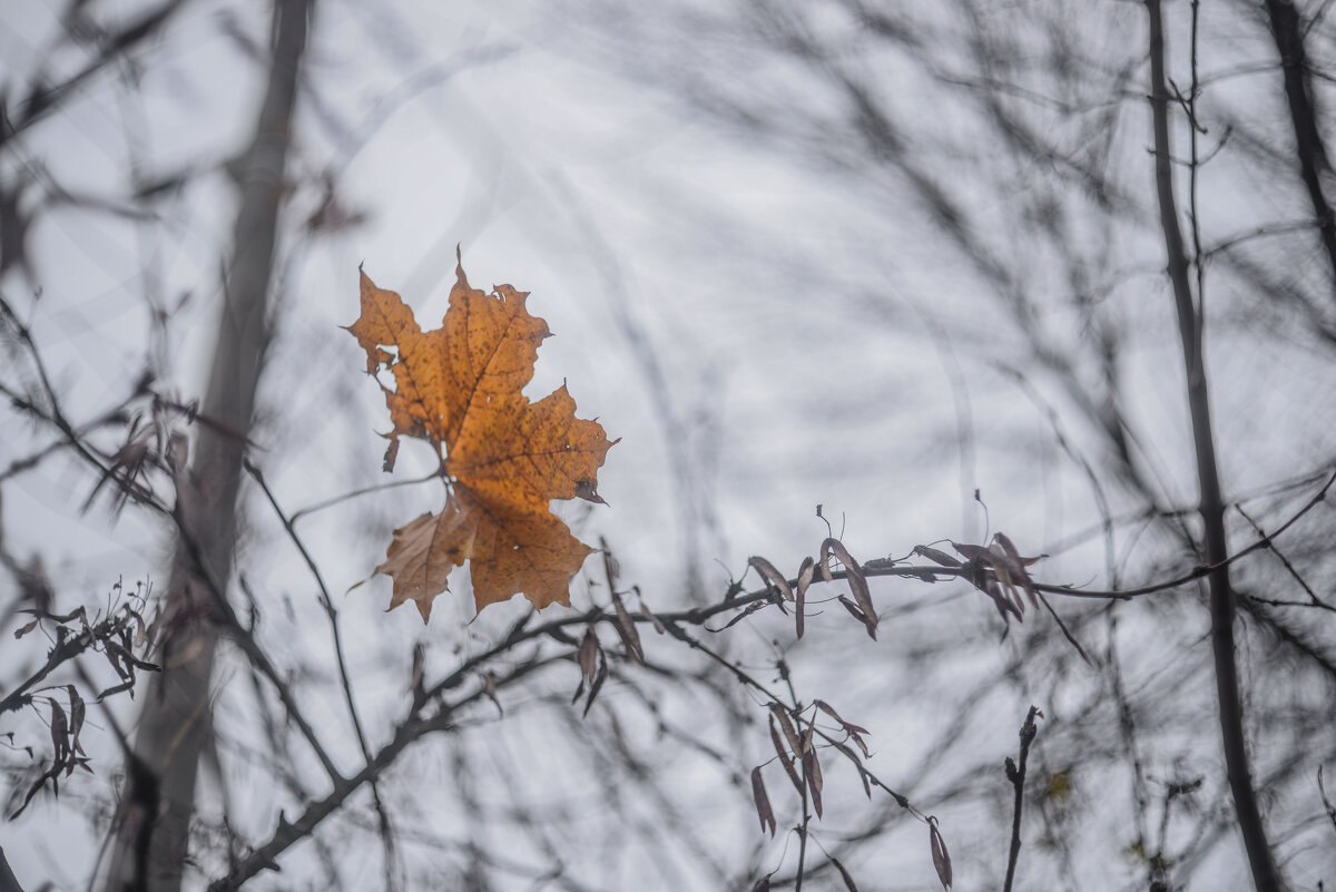 След осени... - Евгений След осени... - Евгений