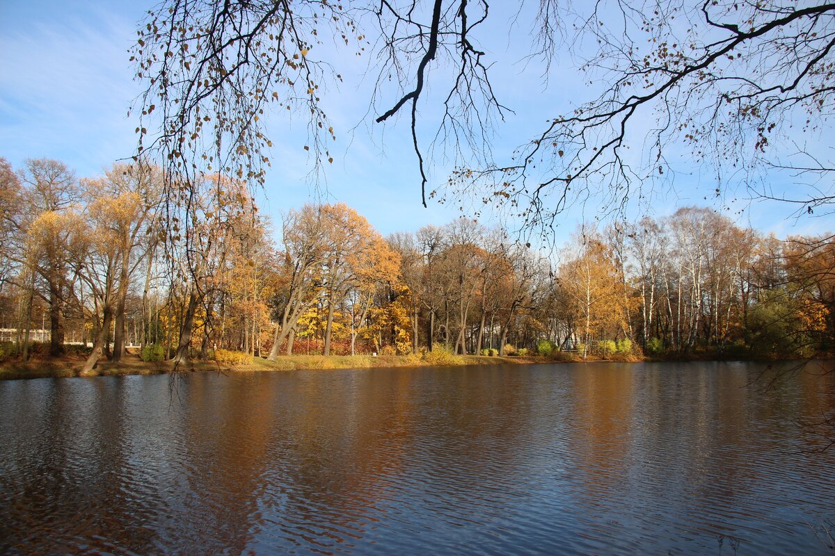 Осень на Елагином - Наталья Герасимова