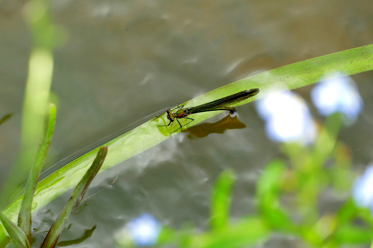 про стрекоз красоток  1 - Александр Прокудин
