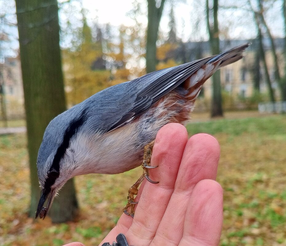 Поползень - Сапсан 
