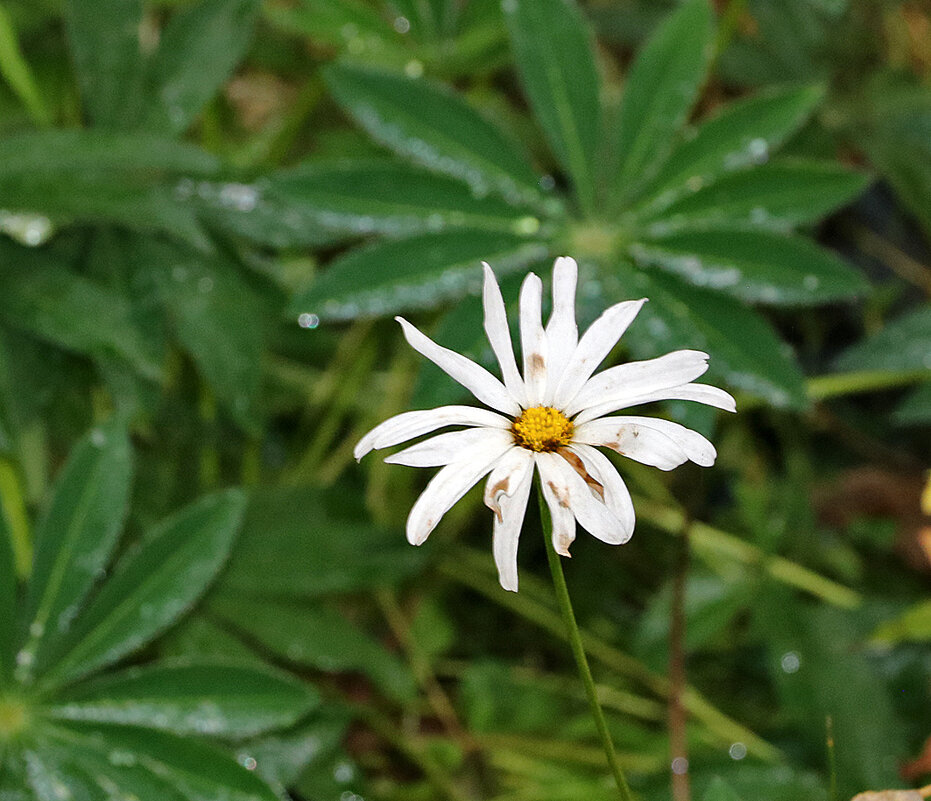 Последняя ромашка - Светлана Последняя ромашка - Светлана