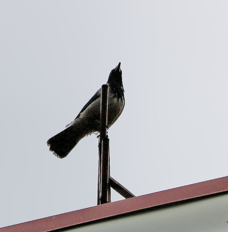 Высоко сижу, далеко гляжу... - Светлана Высоко сижу, далеко гляжу... - Светлана