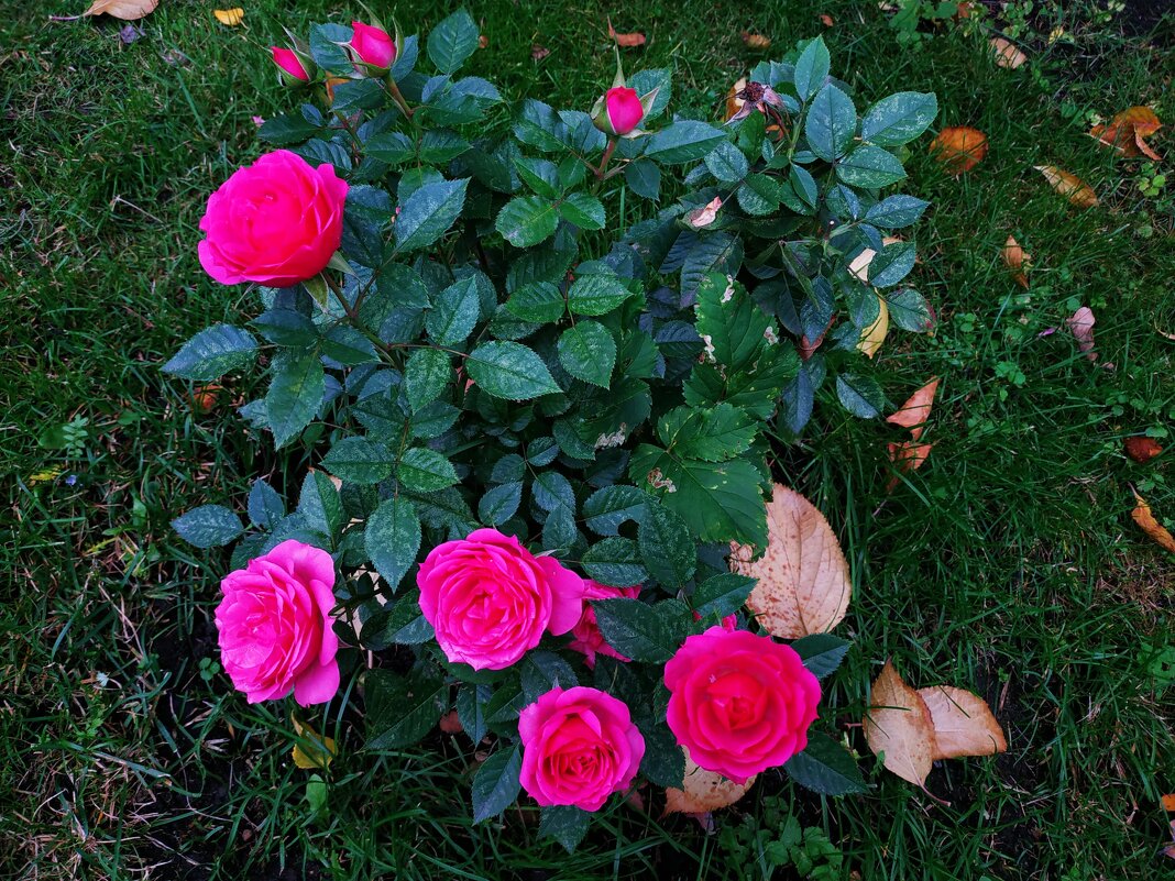 Цветы соседнего двора в октябре - Андрей Лукьянов