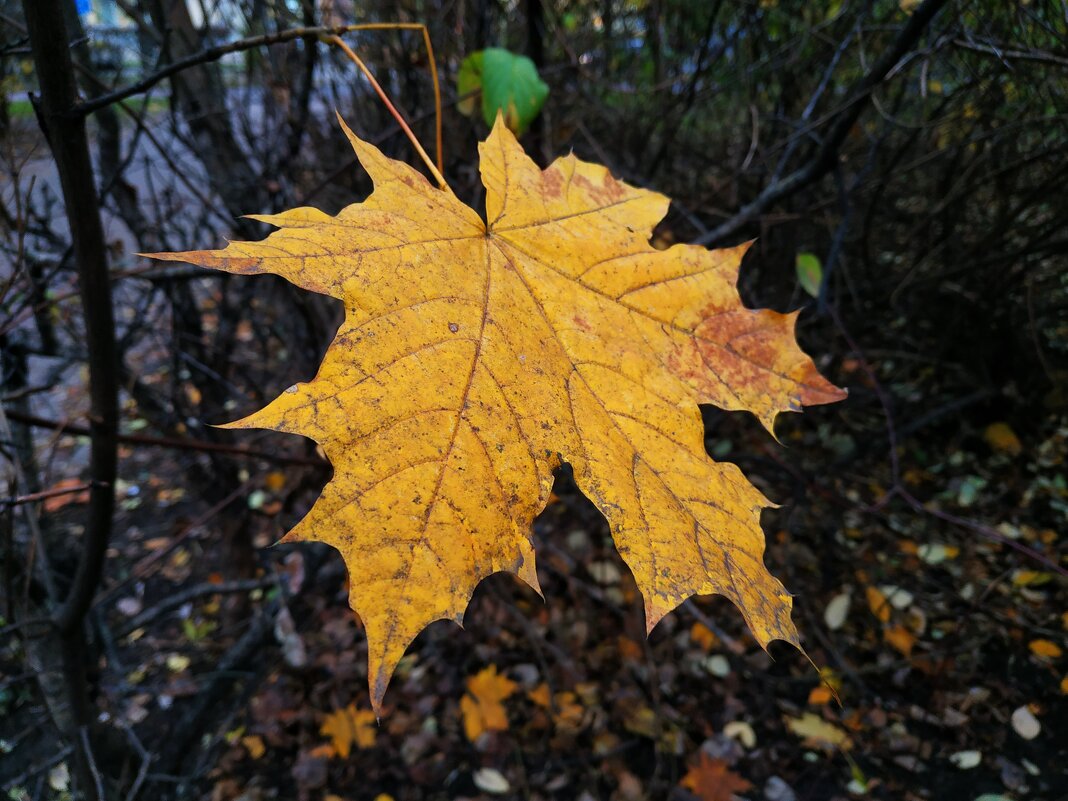 Примета октября - Андрей Лукьянов Примета октября - Андрей Лукьянов