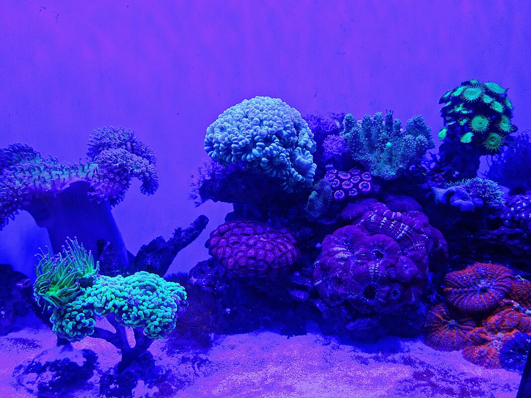 Подводный мир - Лидия Бусурина