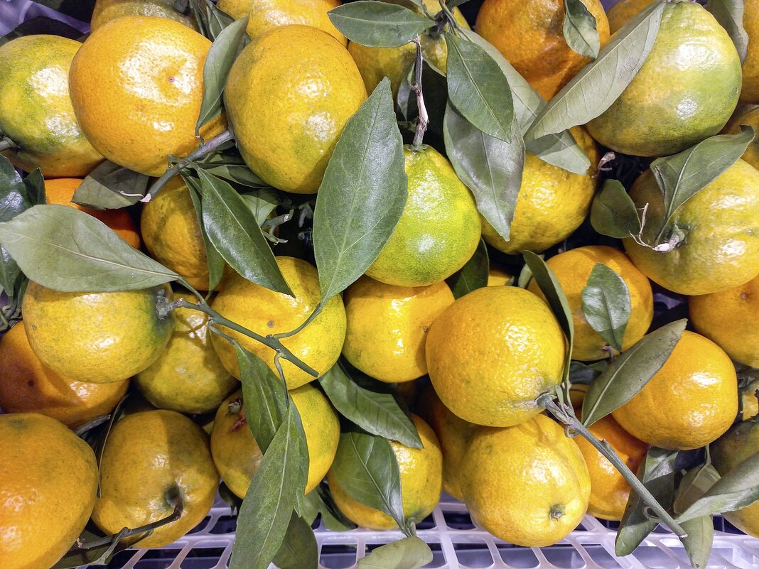 Через 64 дня Новый год - Валерий Иванович Через 64 дня Новый год - Валерий Иванович