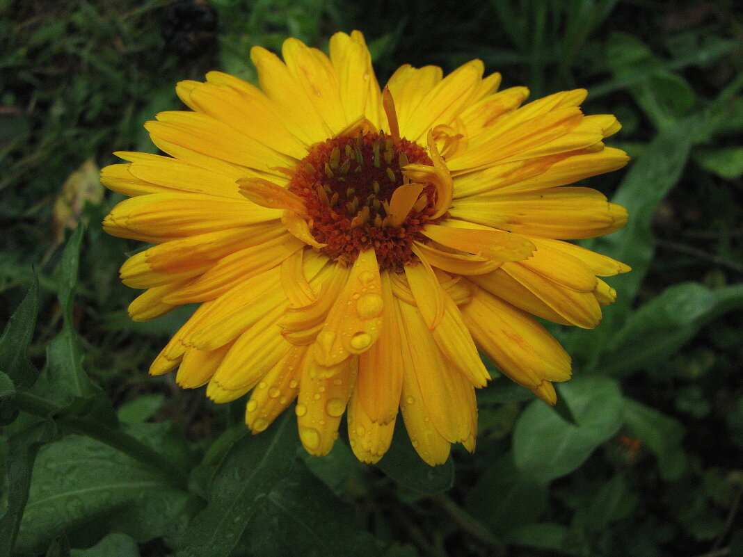 Солнечная красавица - Людмила Смородинская Солнечная красавица - Людмила Смородинская