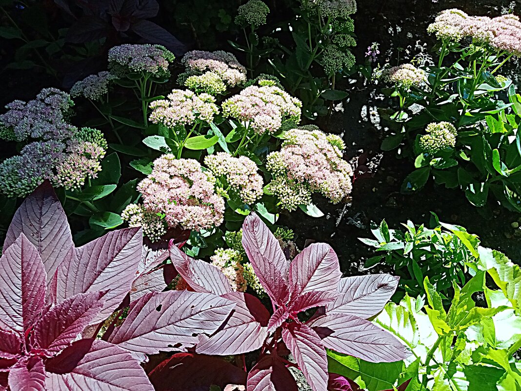 Цветы. - Владимир Драгунский Цветы. - Владимир Драгунский