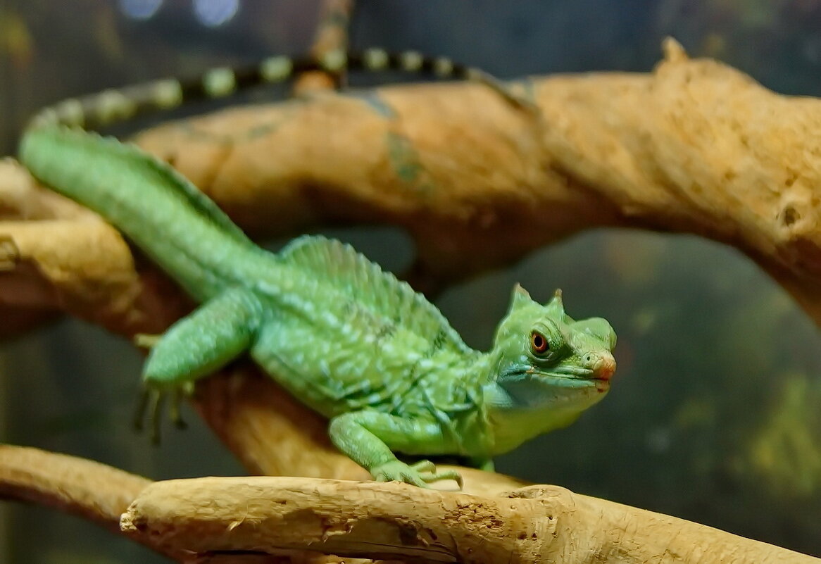 " Сафари парк "  Геленджик... - Николай Саржанов