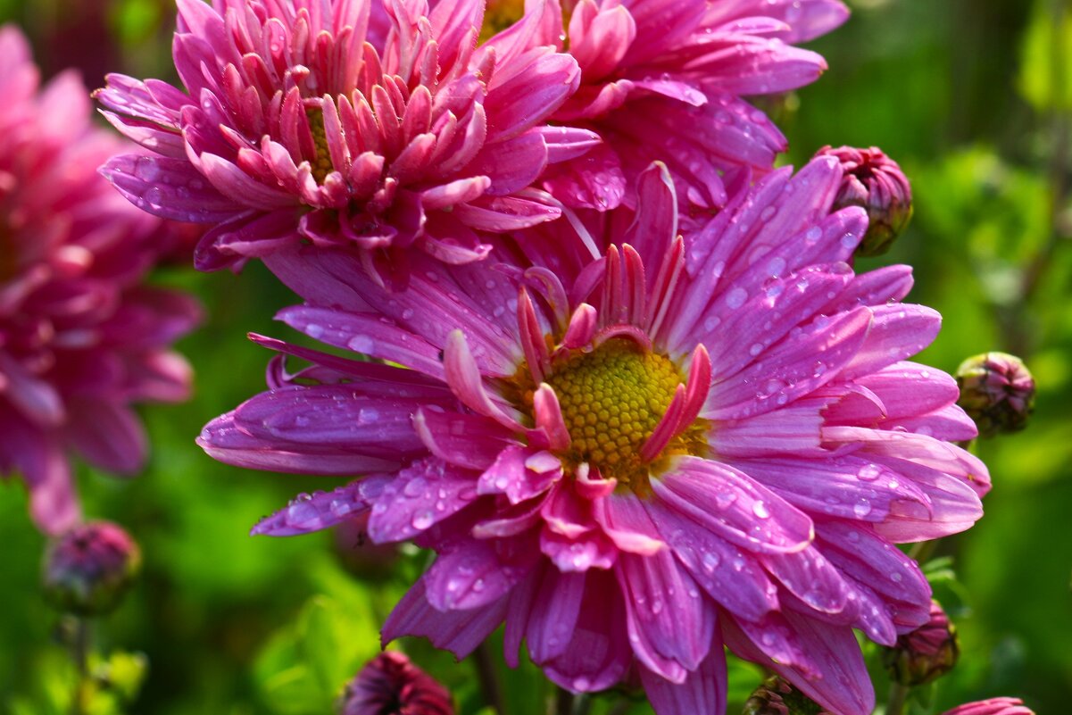 Доброе утро - Юрий. Шмаков