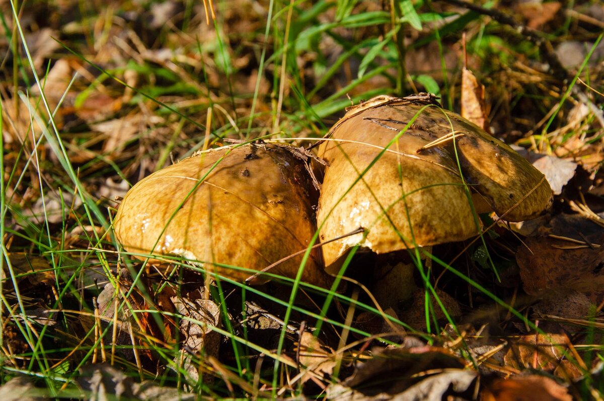 Пригрелись) - Галина Ложечникова