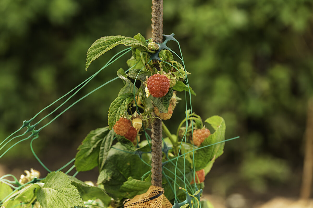 24 октября Малина в моем огороде - Игорь Сикорский 24 октября Малина в моем огороде - Игорь Сикорский