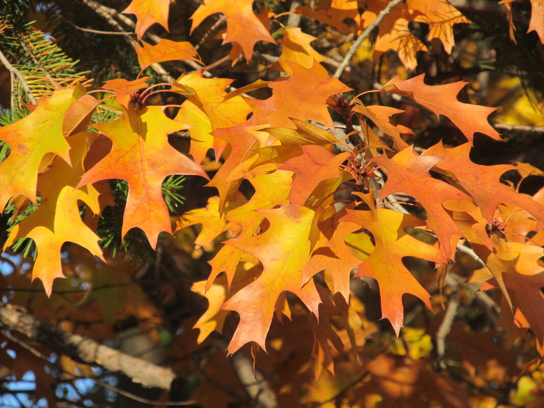 прекрасный октябрь - Елена Шаламова