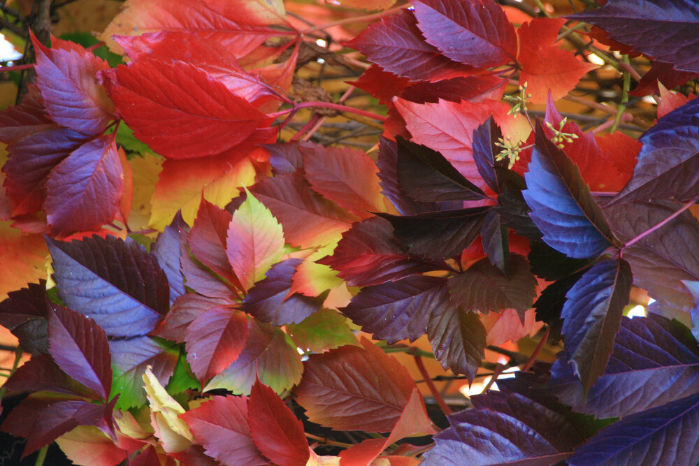 Осенняя акварель - Галина Ильясова