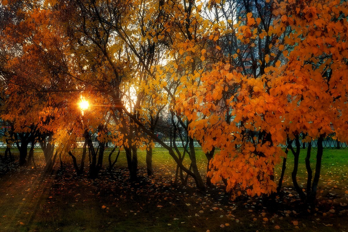 Ловим октябрьское солнышко. - Татьяна Помогалова