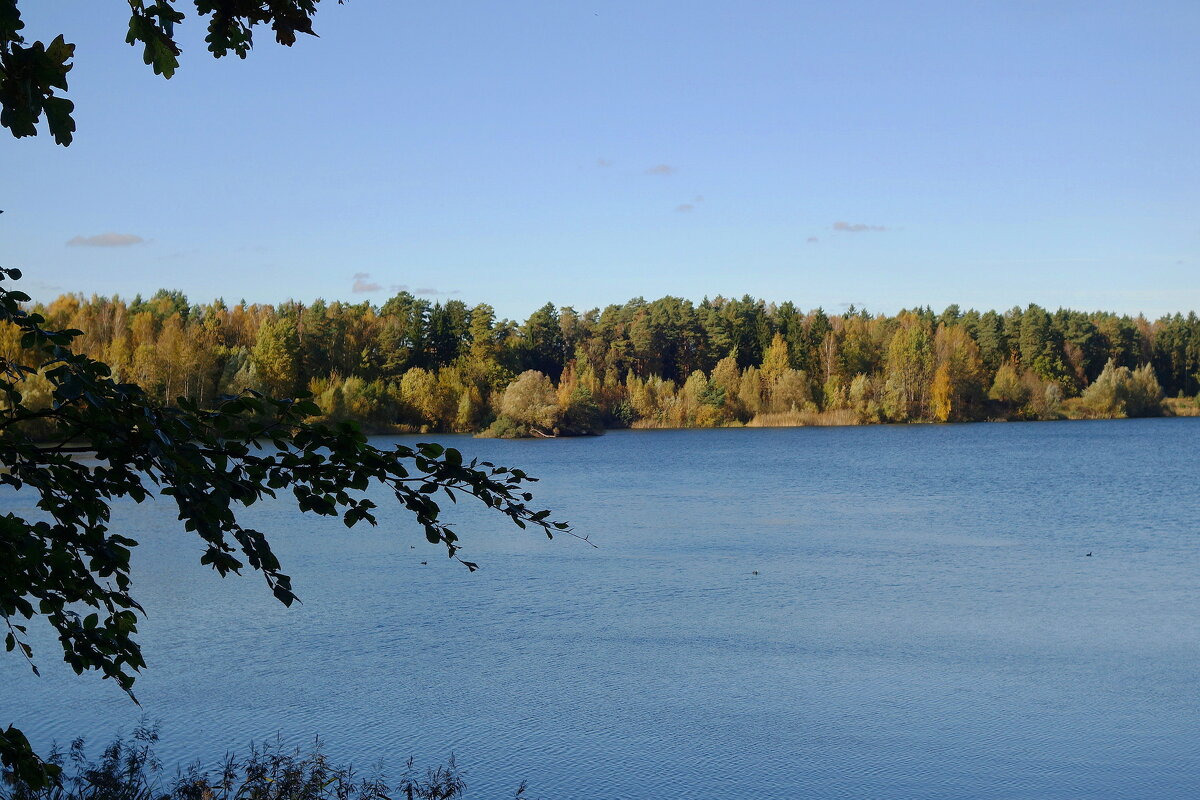 Опушка леса - Рита Симонова