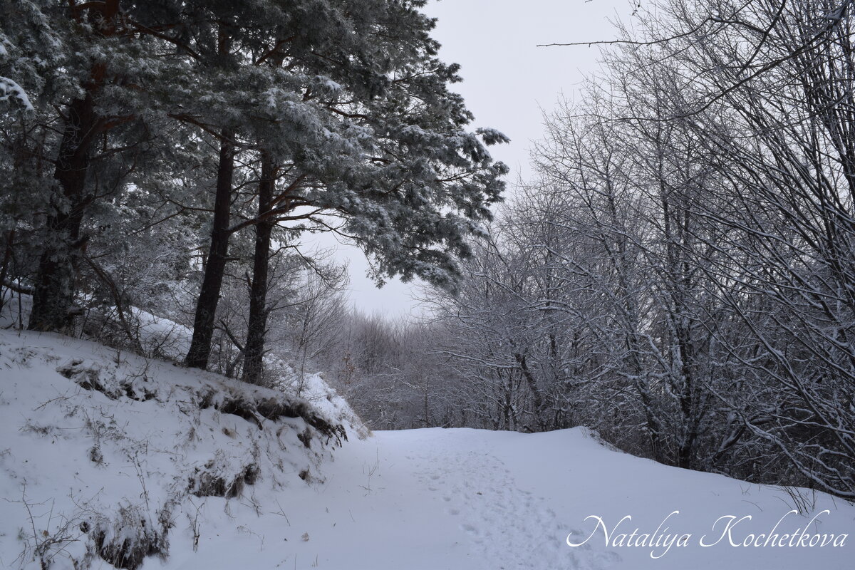Природа Крыма - Amazing Cosmea