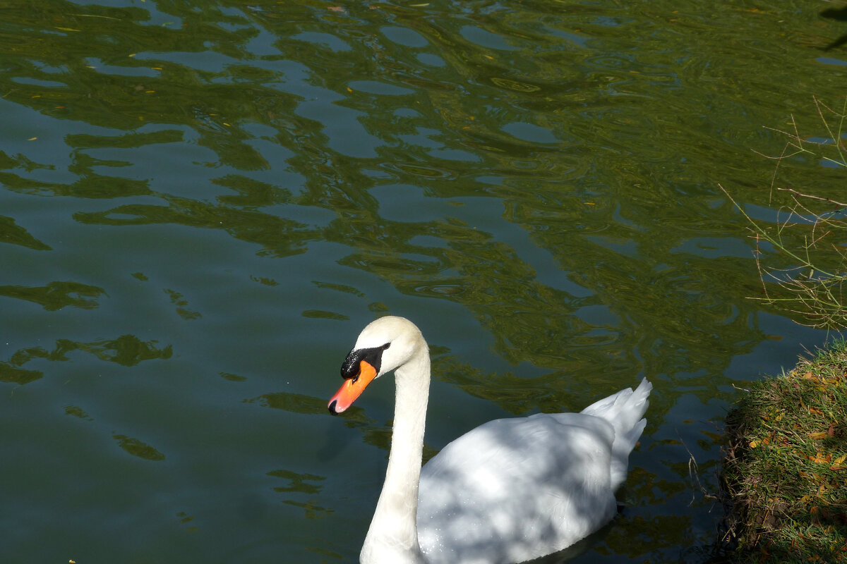 Лебеди Гагаринского парка - Валентин Семчишин Лебеди Гагаринского парка - Валентин Семчишин
