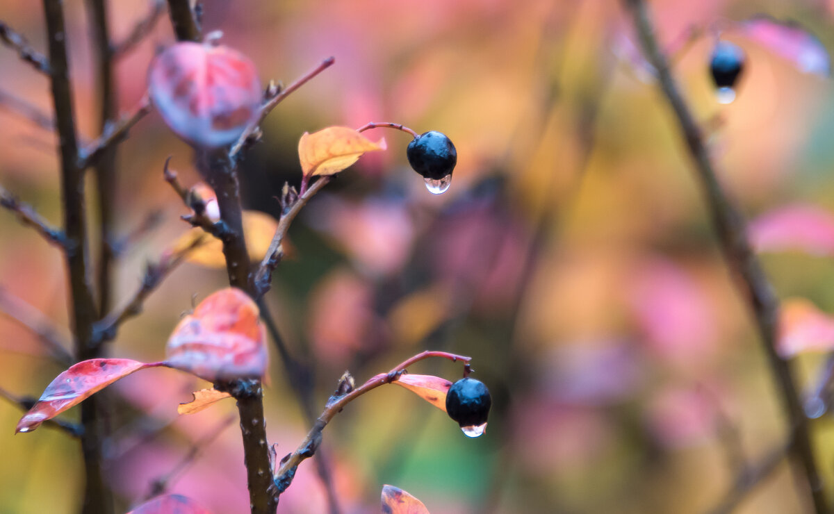 Слезы осени. - Владимир Безбородов