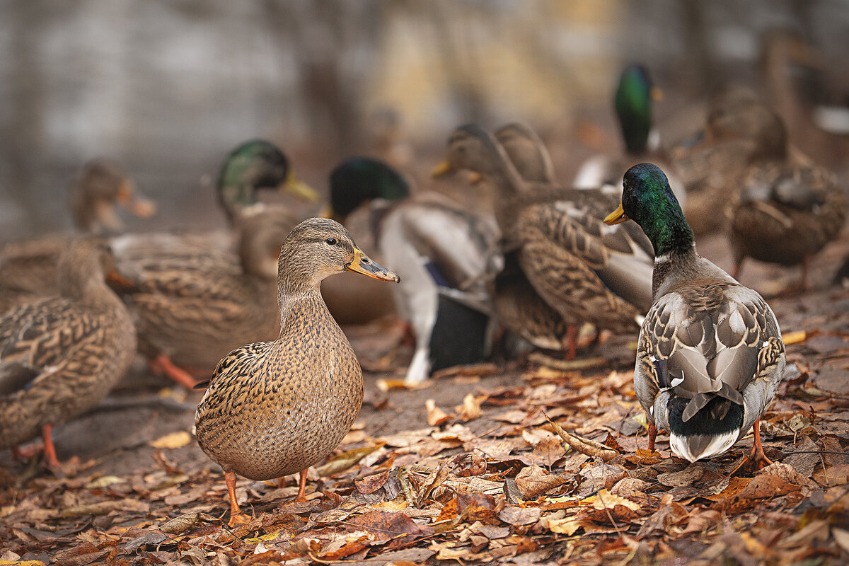 Утиная история - Svetlana Galvez