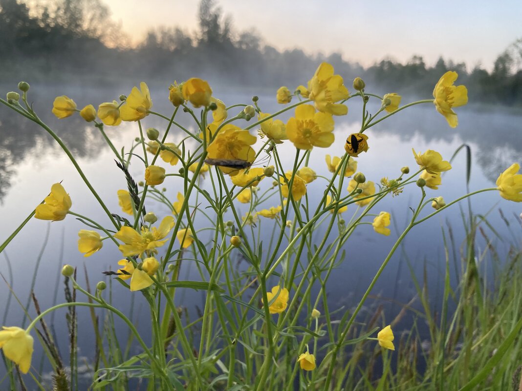 Лютики - Ольга Савельева Лютики - Ольга Савельева