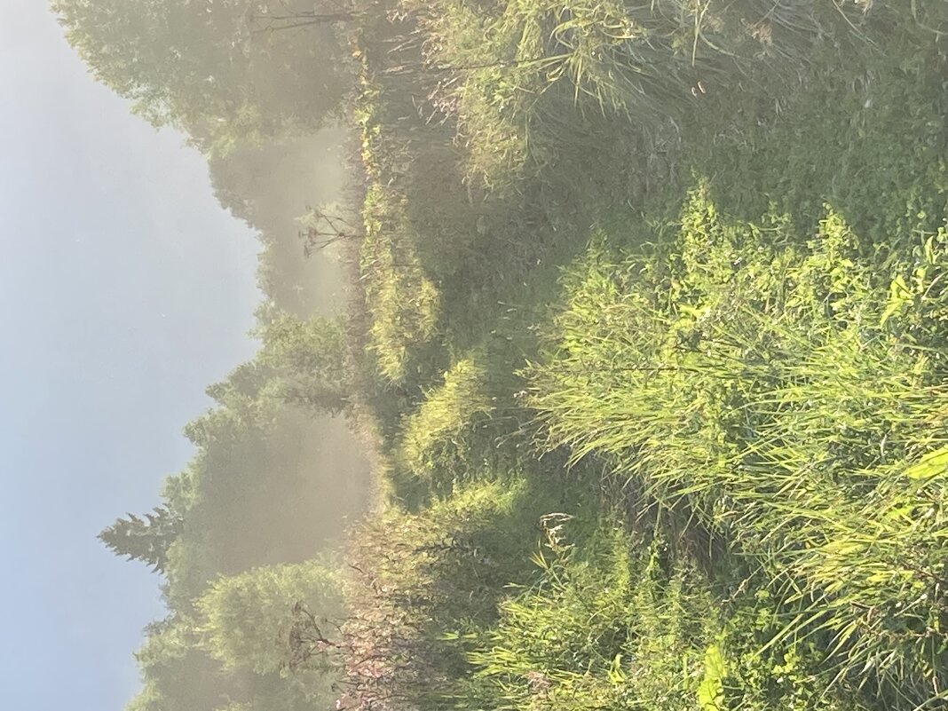 Очарование тумана - Ольга Савельева 