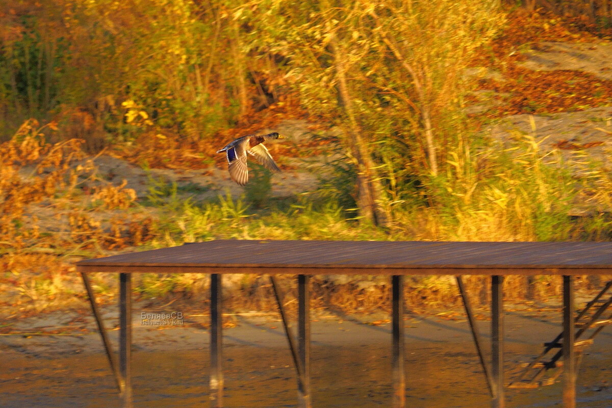 Утиная полоса - Сергей Беляев