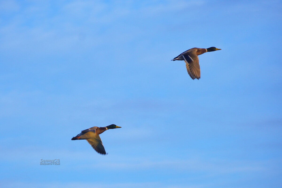 Синхронный полёт - Сергей Беляев