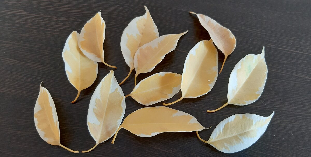 Осенние листья - Ольга 