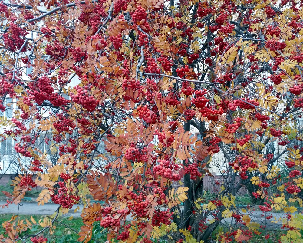 Последние дня октября - Galina Solovova