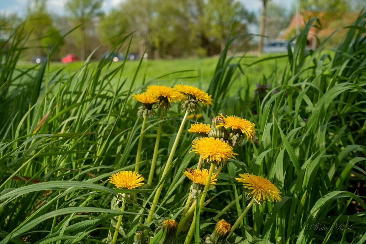 Апрельский одуванчик... - Николай Гирш