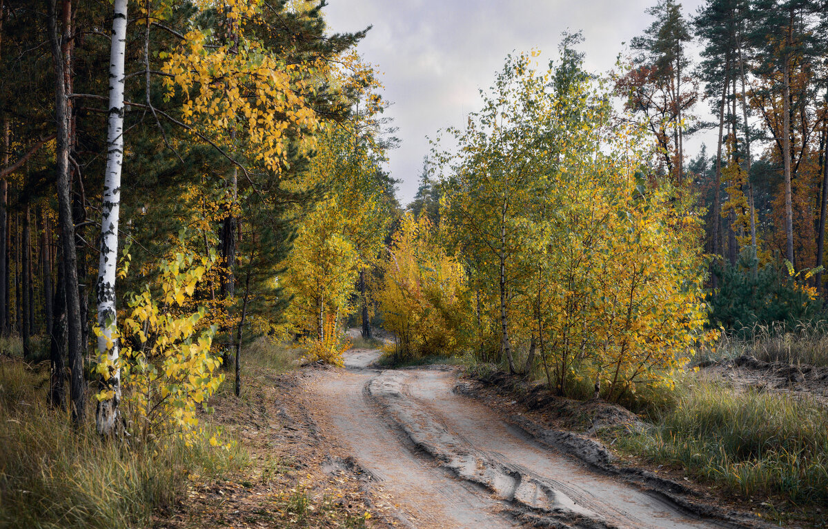 Вечер в осеннем лесу - Валерий VRN