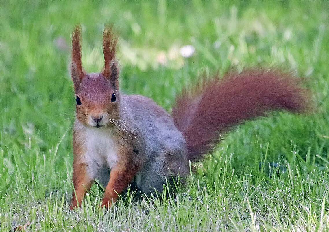 **** - Андроник Александр 