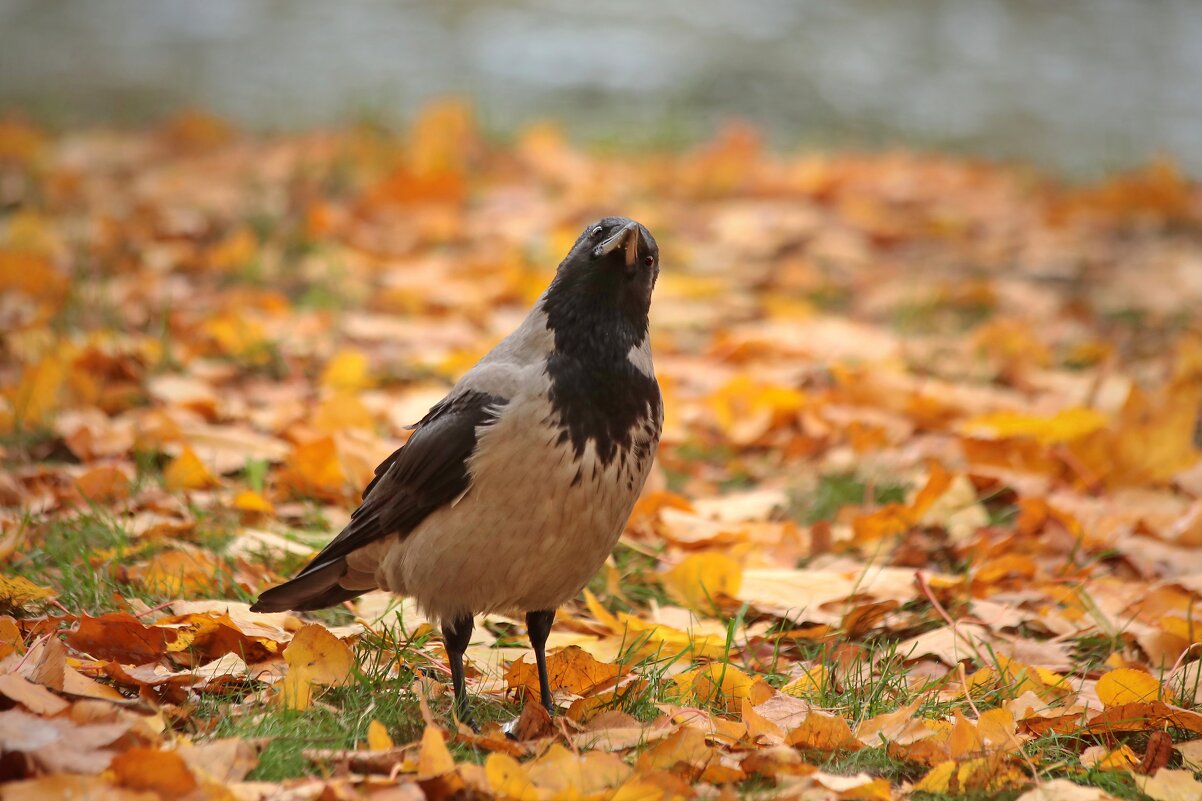 Мечты о былом. - Татьяна Бравая