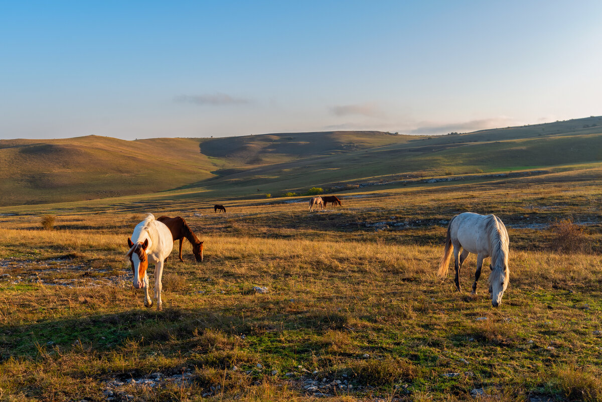 крымские лошадки - Виталий Емельянов
