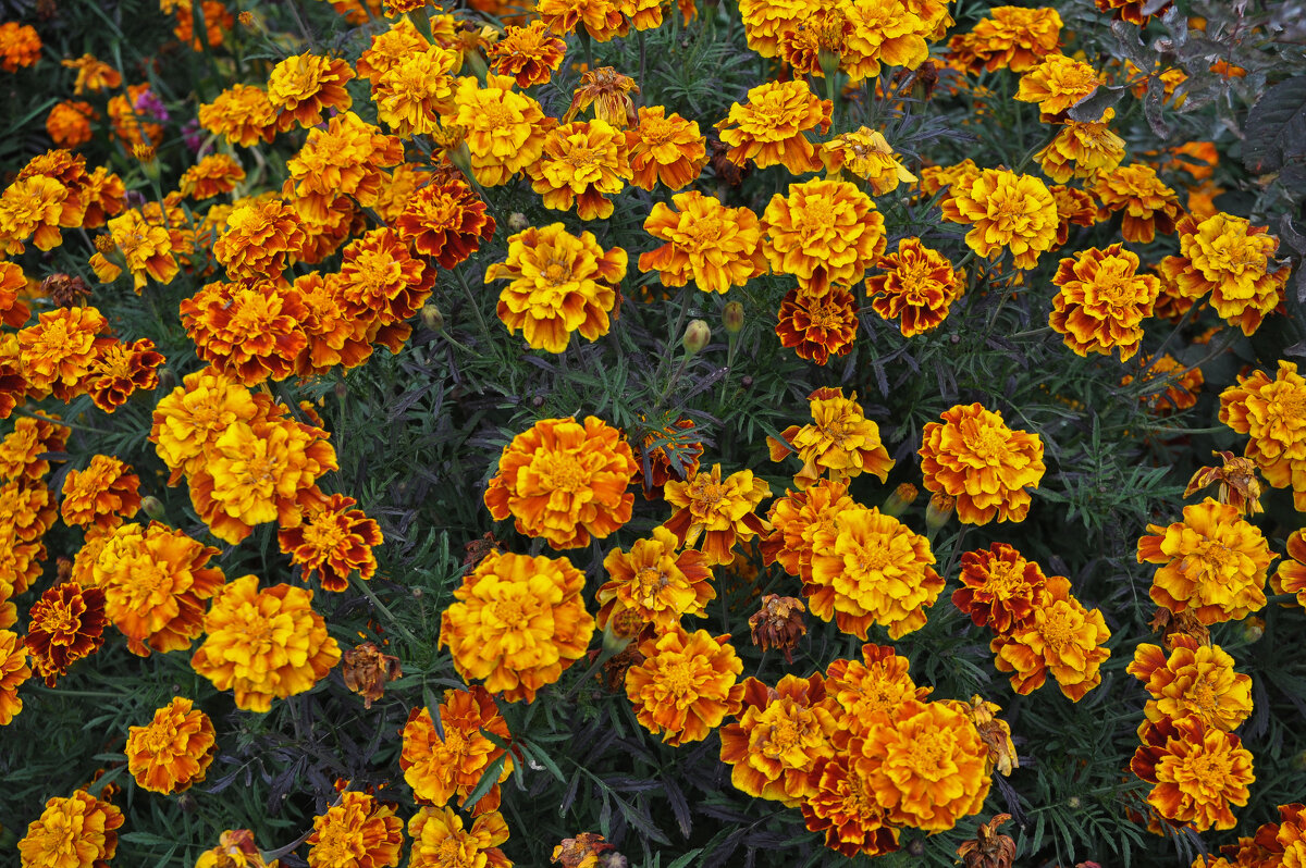 Бархатцы в палисаднике в Ельце - Татьяна Машошина