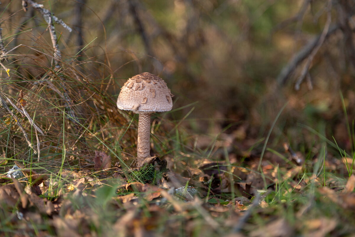Октябрьский гриб. - Сергей Татаринов