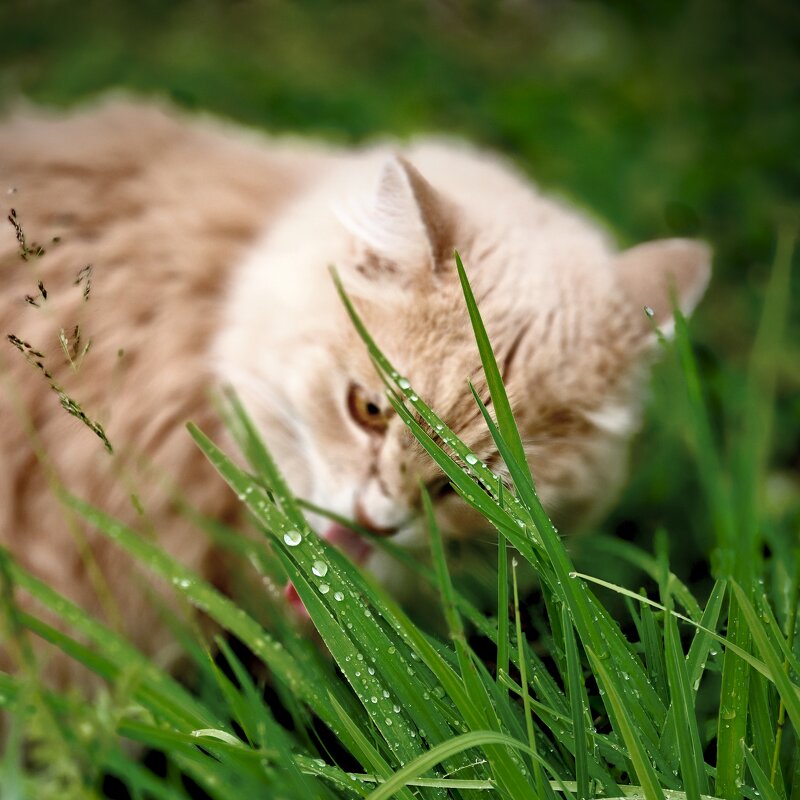 Утренняя роса - Валерий Кондрашов