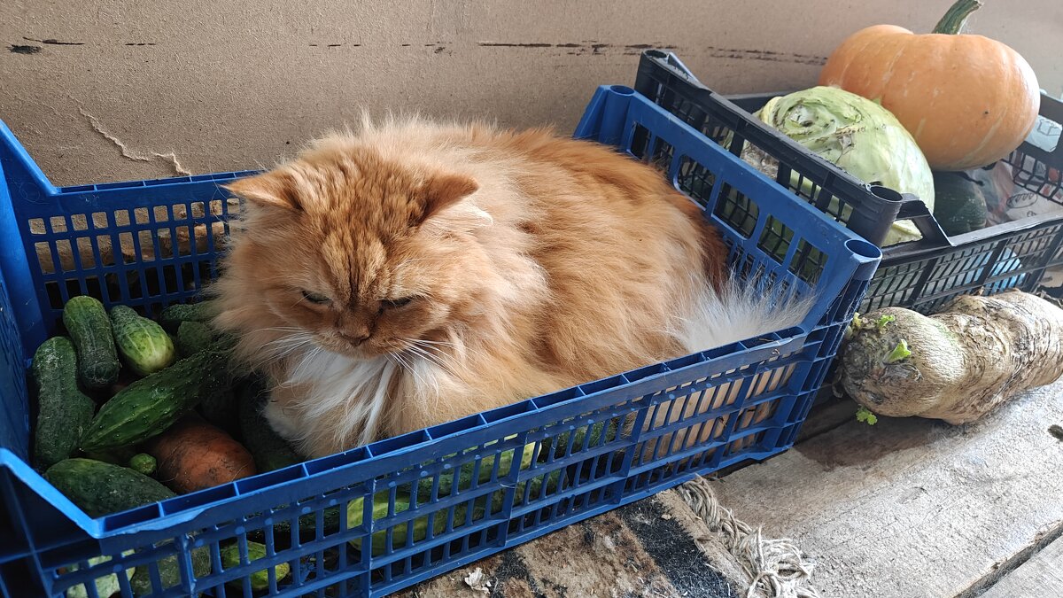 Кот в ящике - Валерий Кондрашов