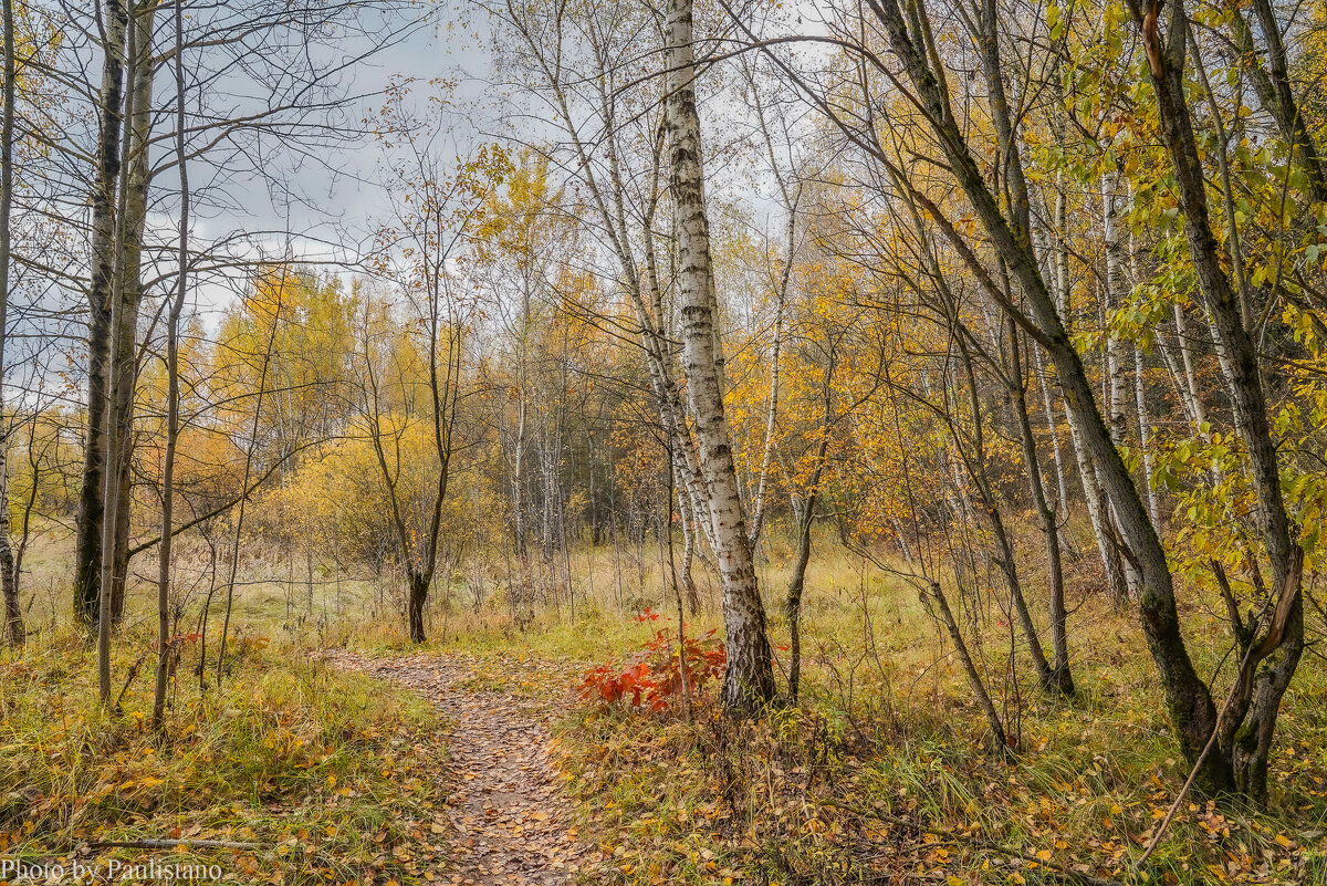 На опушке... - Владимир Жданов