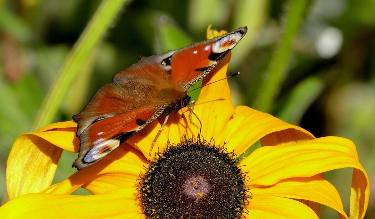 опять бабочки 5 - Александр Прокудин