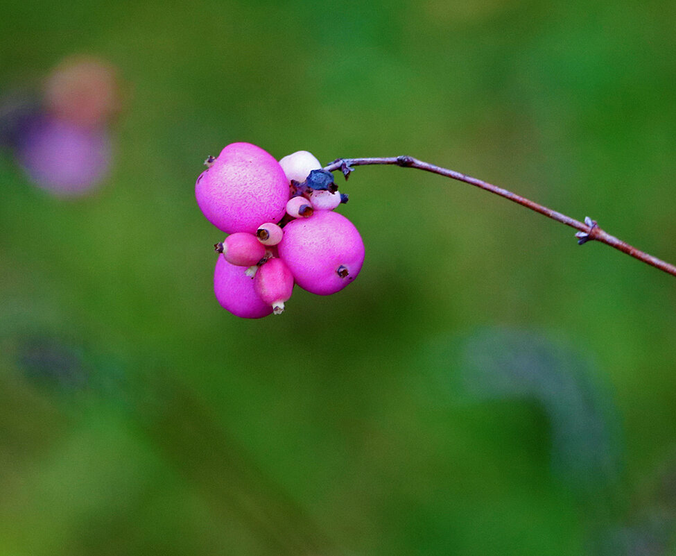 Снежноягодник созрел - Светлана 